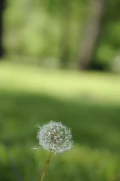 dandilion-jpeg