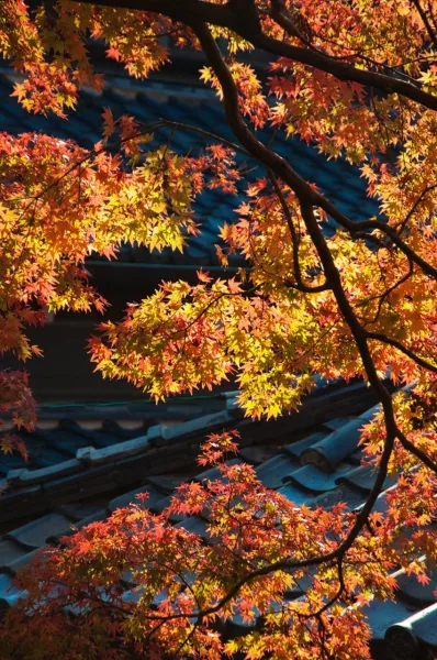 fall-maple-leaves-over-japanese-roof-tiles-jpeg