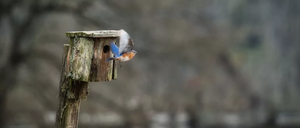 bluebird flying by birdhouse