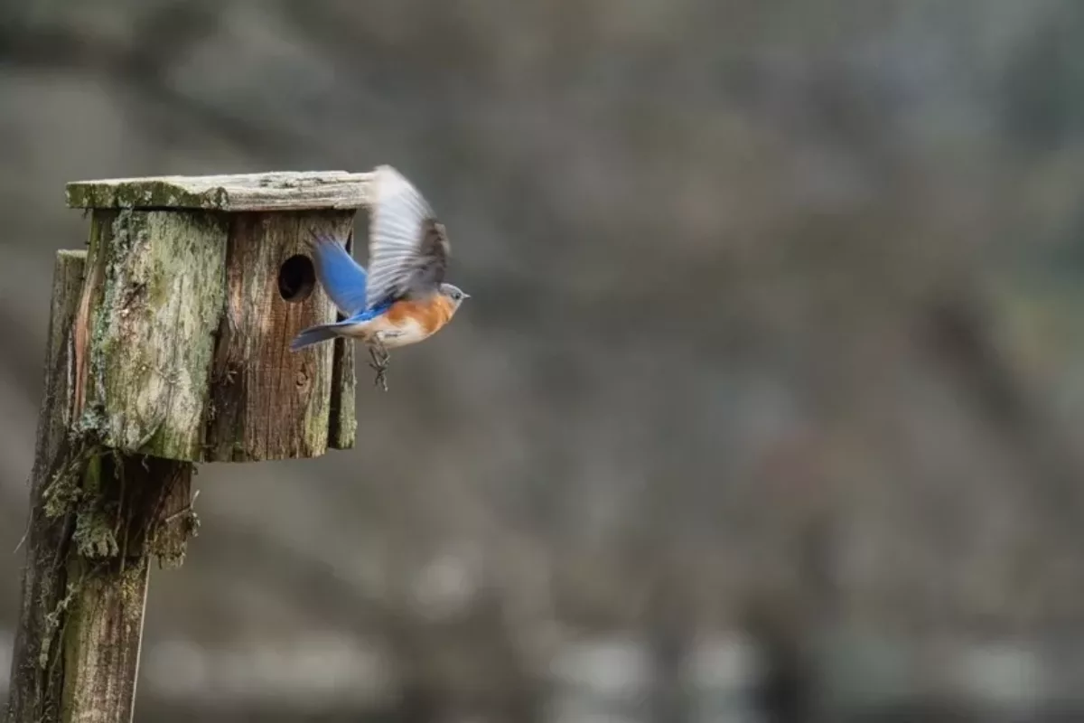 Bird Watching with Sigma 150-600