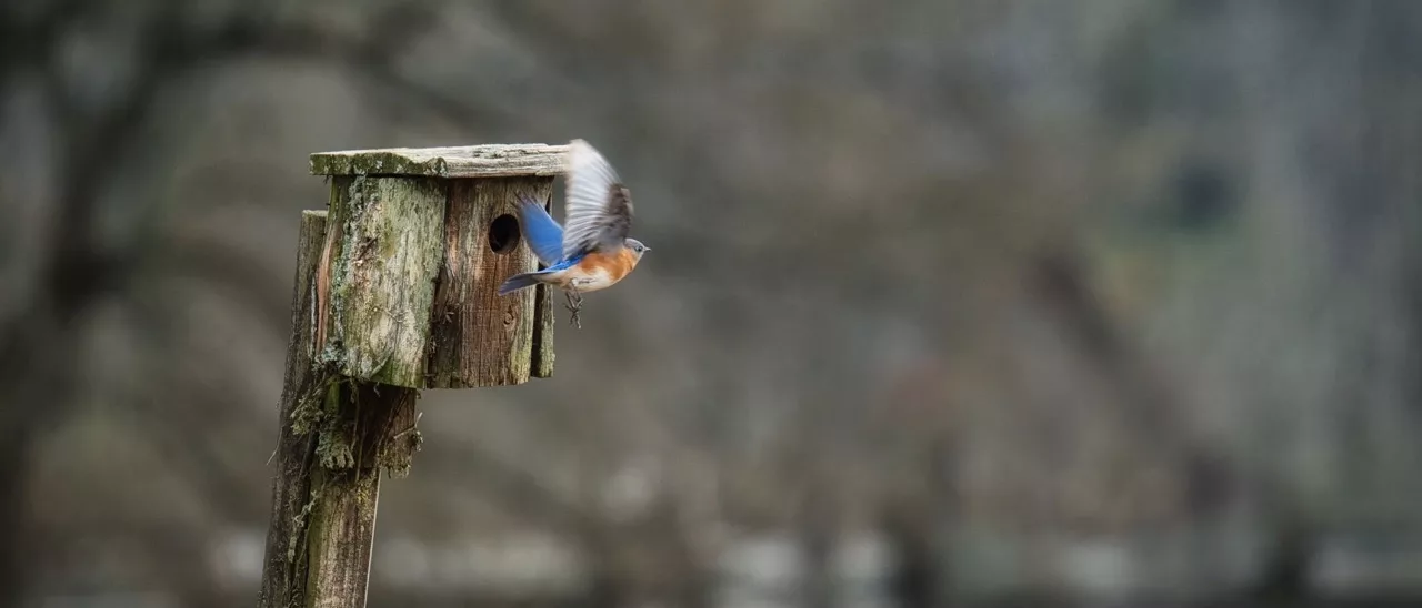 Bird Watching with Sigma 150-600