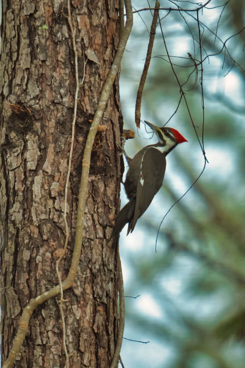 pileated woodpecker hangs onto the side of a pine tree