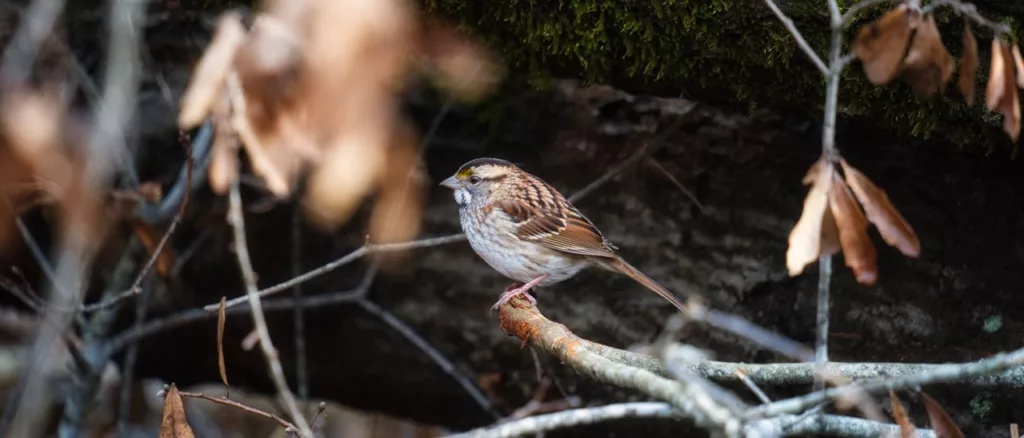 bird perched on a branch