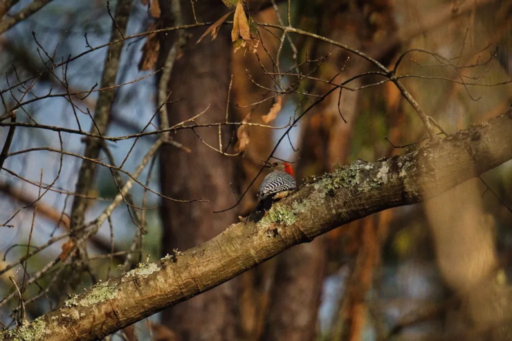 a woodpecker rests on a branch with part of an acorn in its beak