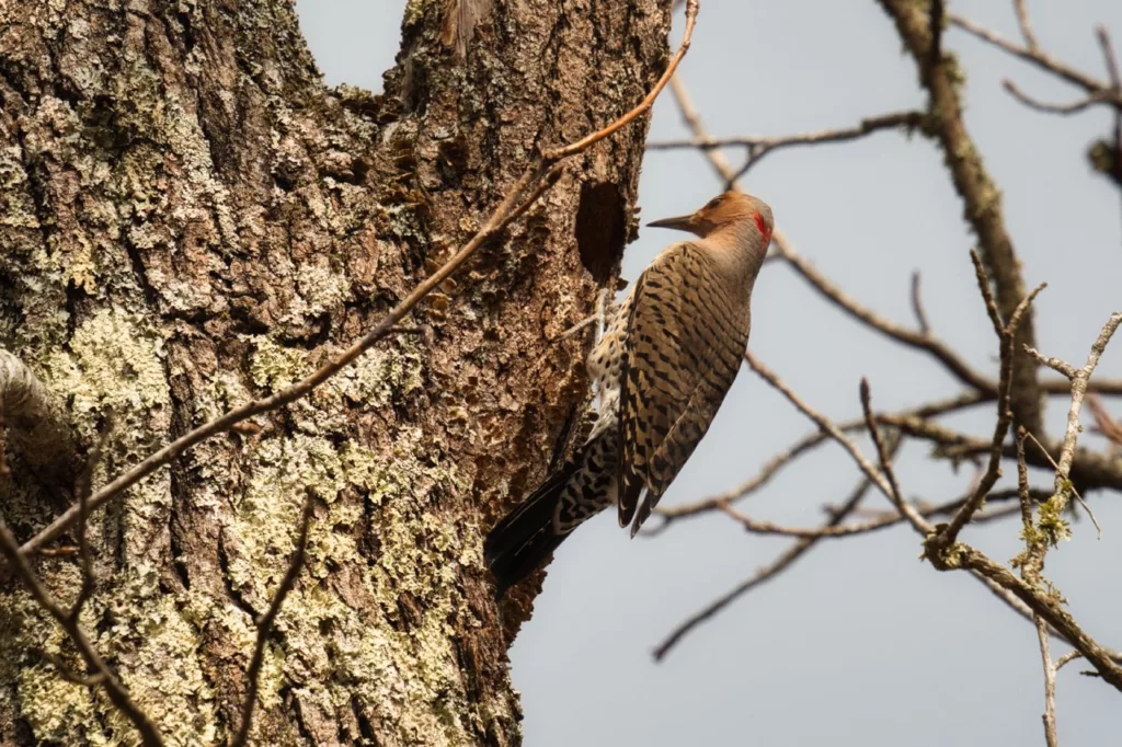 northern flicker woodpecker looks into a hole in the side of a tree