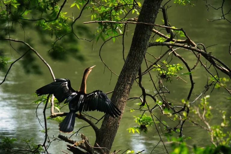 An immature female anhinga bird, resembling a black crane with webbed feet, perches on a tree beside a river. With its wings spread, it dries its feathers.