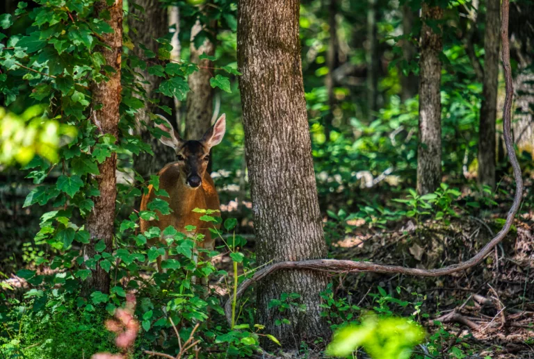 Whitetail deer stands behind two trees and watches cautiously
