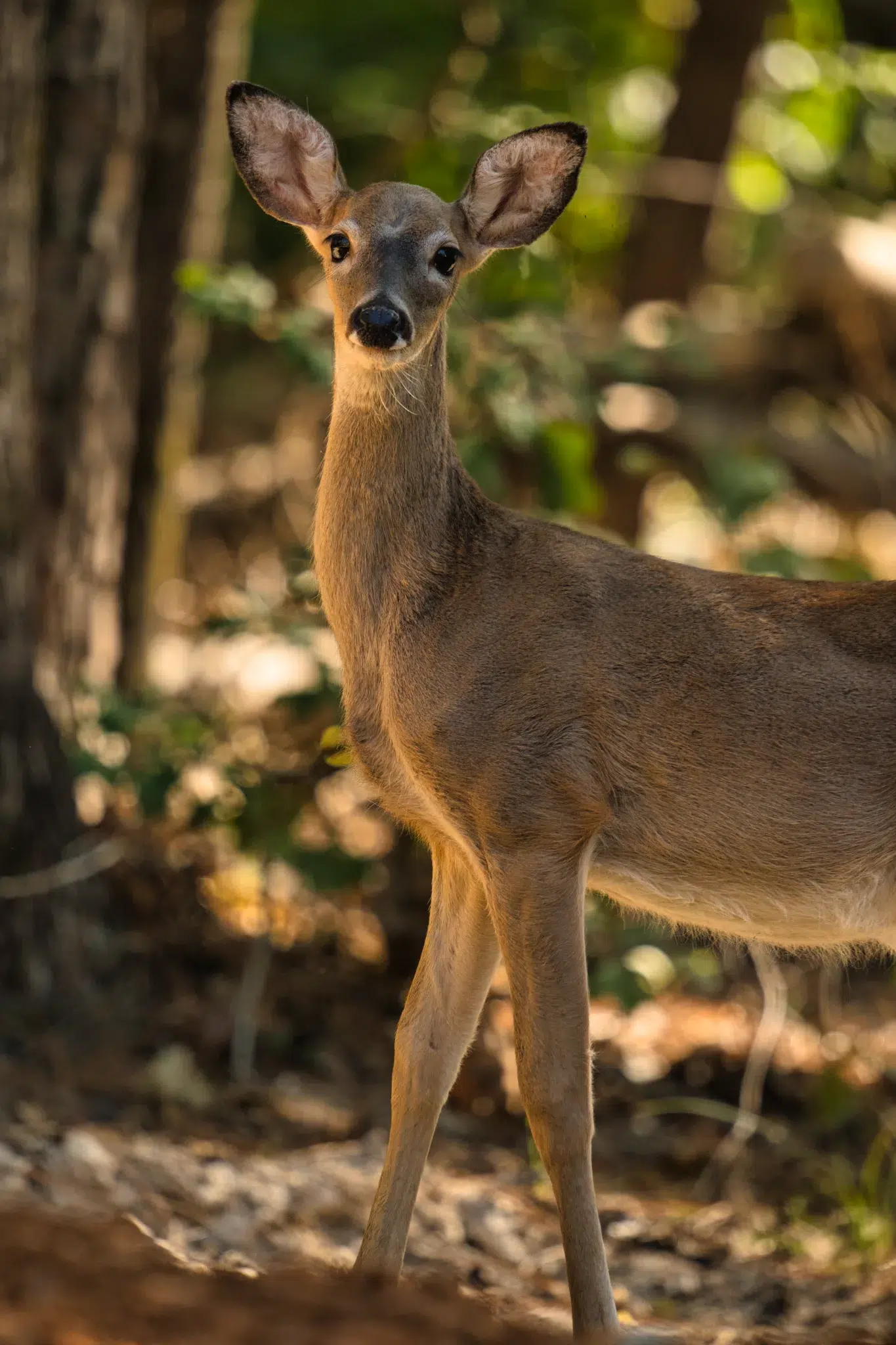 deer-watching