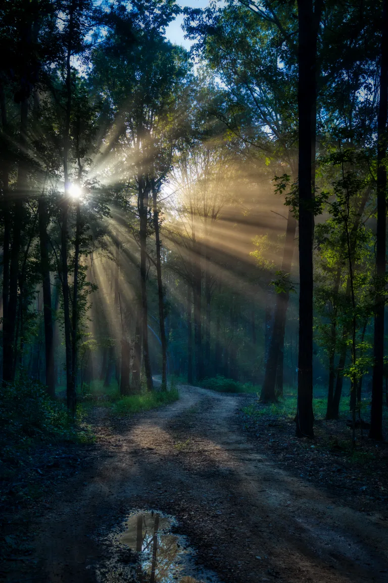 a forest road with suns ray's bursting through the dark foliage